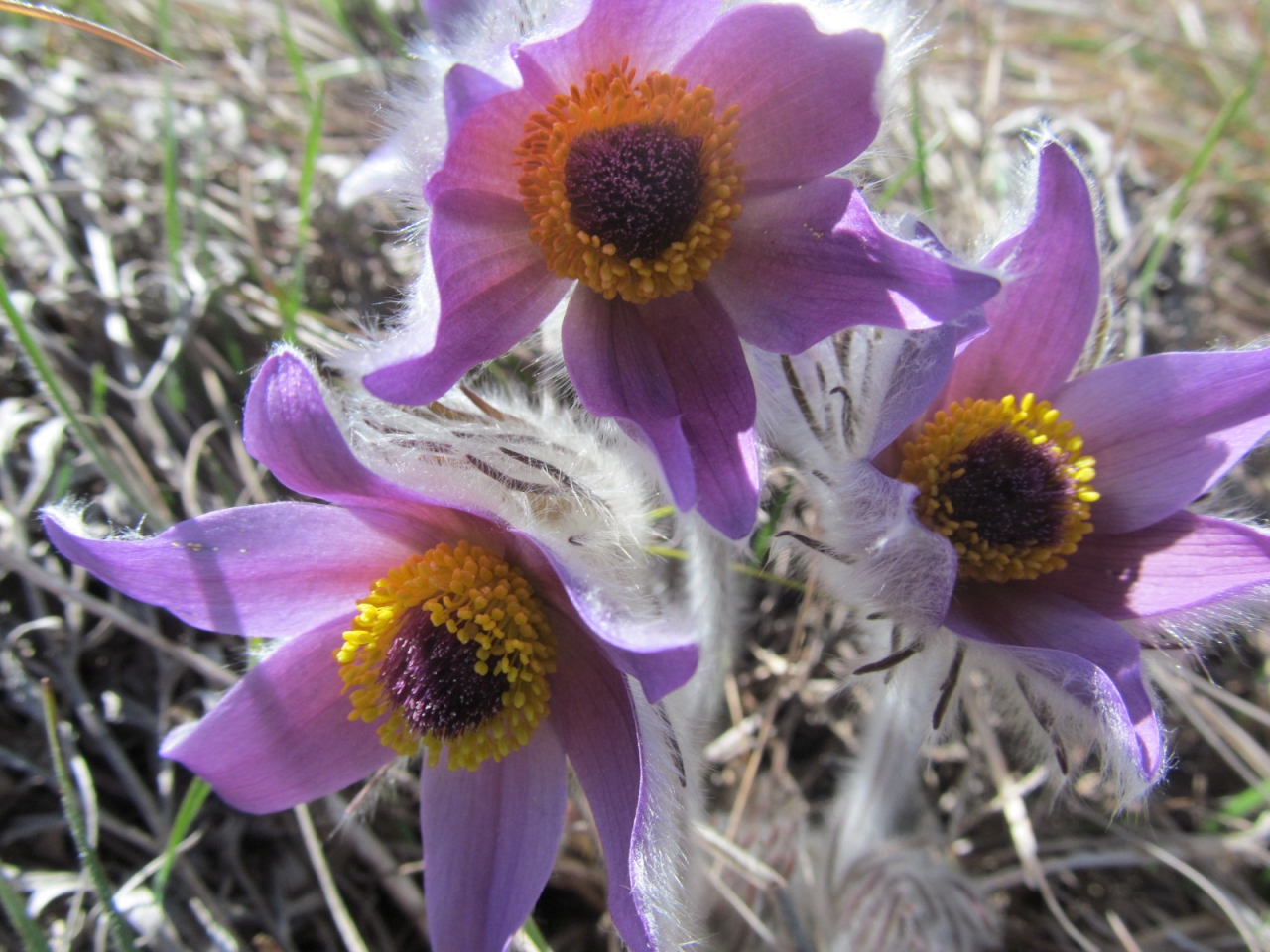 Pulsatilla montana