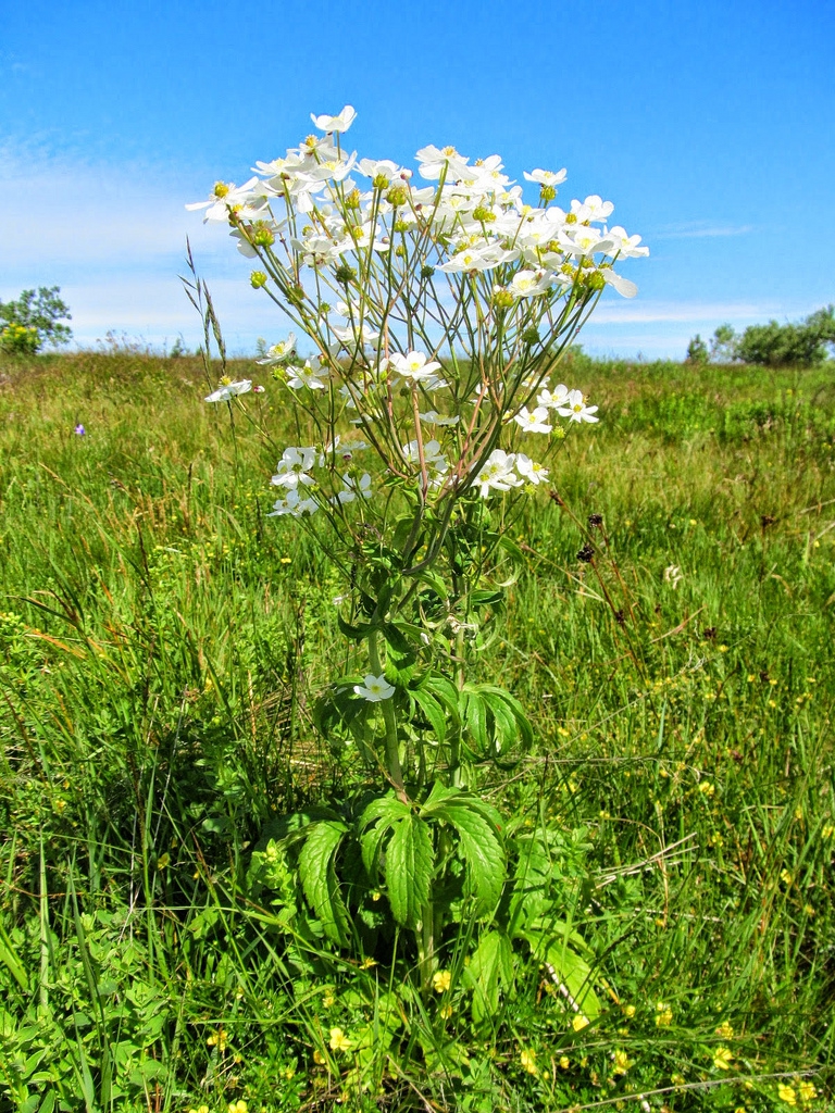 Ranunculus platinafolius