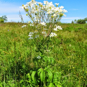 Ranunculus platinafolius