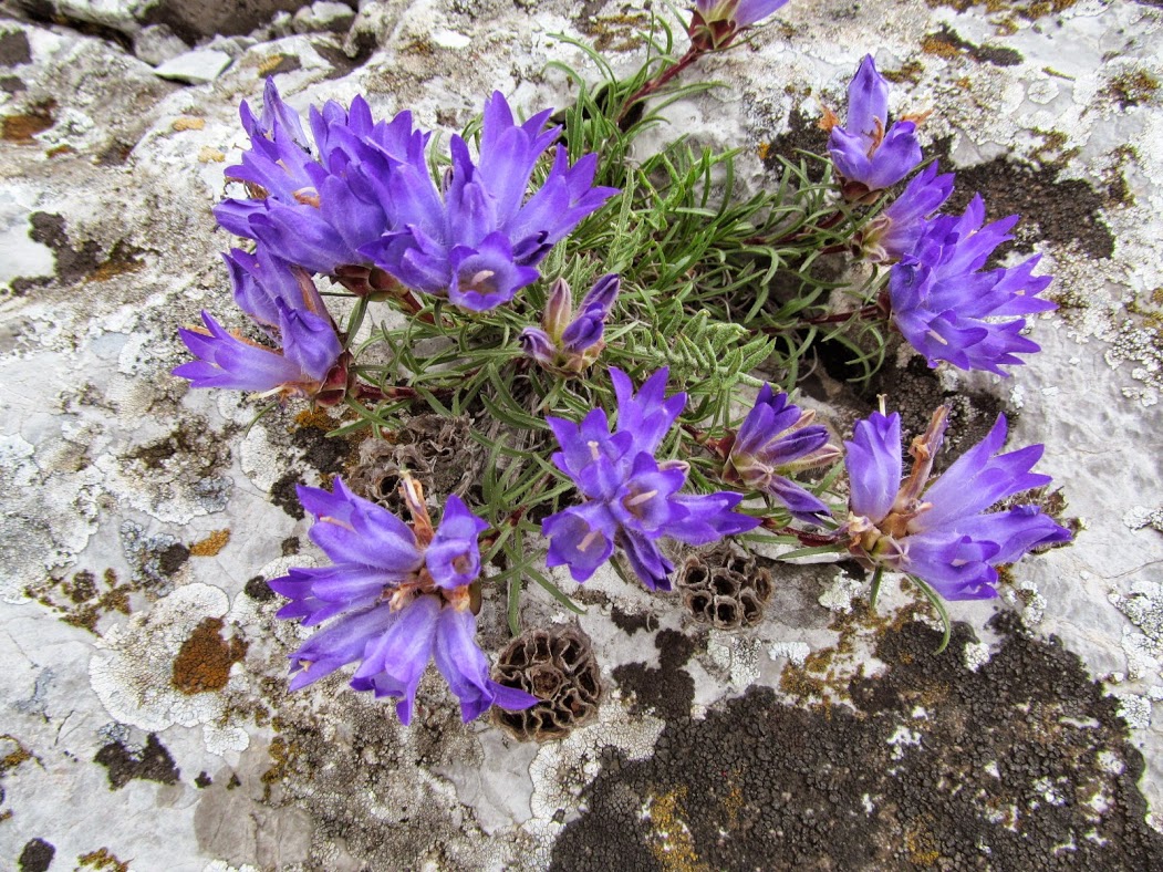 Edraianthus serbicus