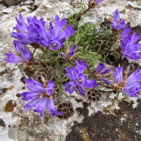 Edraianthus serbicus