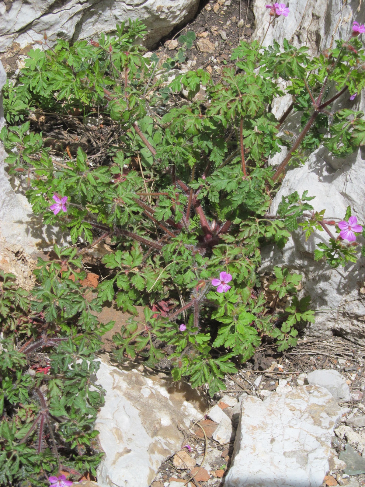 Geranium robertianum