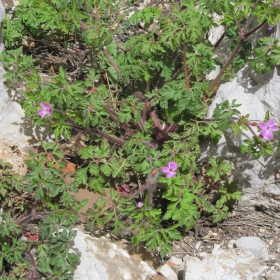 Geranium robertianum