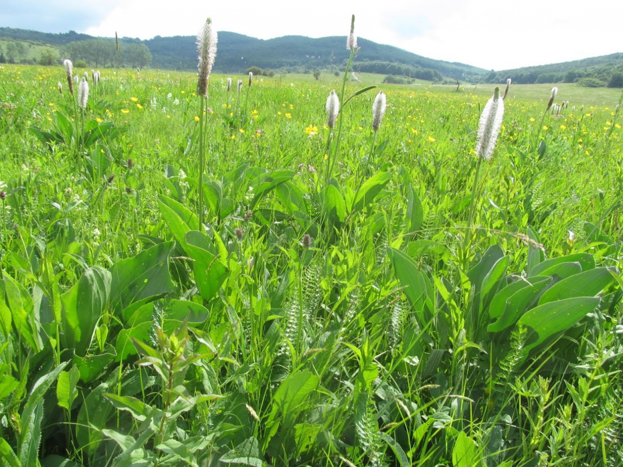 Plantago maxima