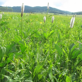 Plantago maxima