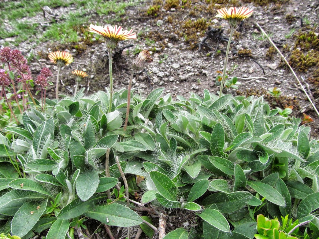 Hieracium pilosella