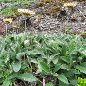 Hieracium pilosella