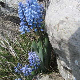 Hyacinthella leucophaea