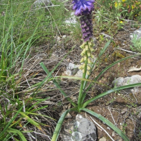 Leopoldia comosa