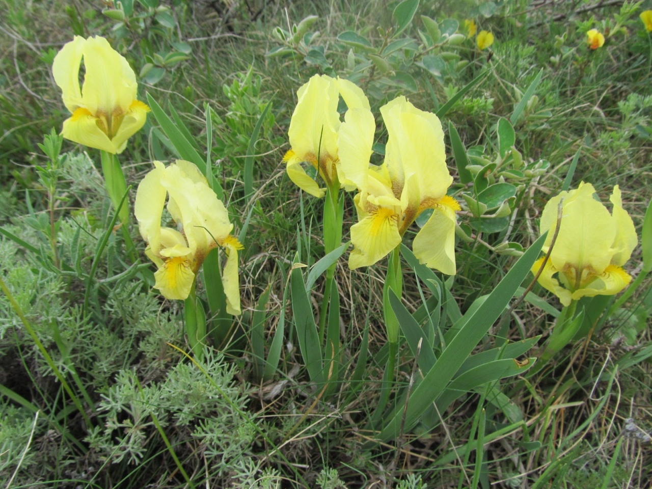 Iris pumila