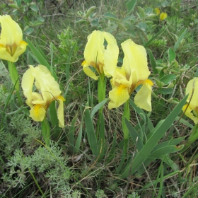 Iris pumila