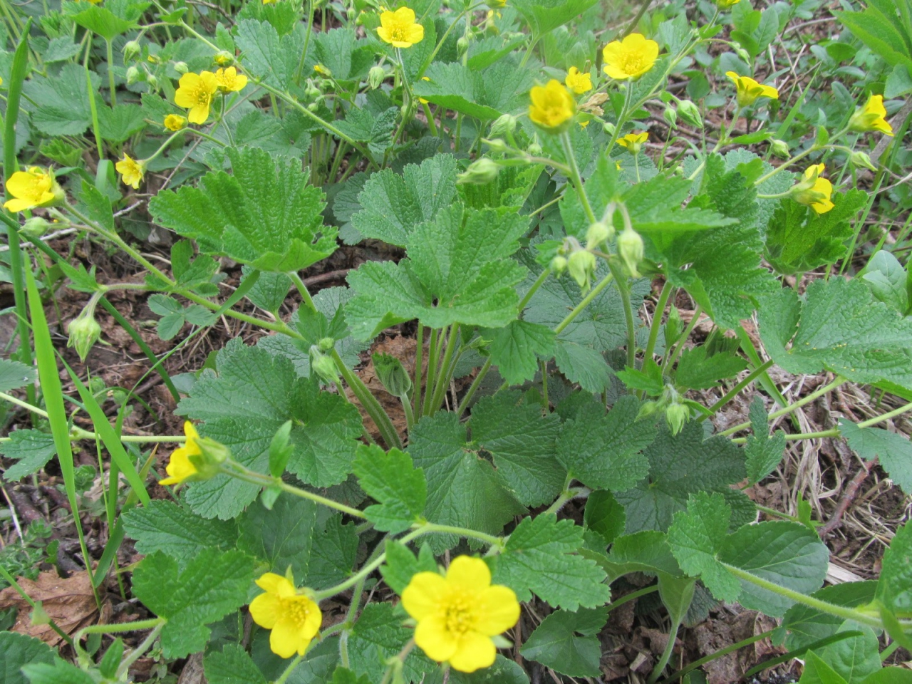 Waldsteinia geoides