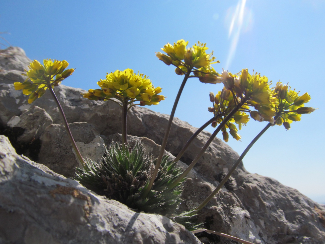 Draba lasiocarpa