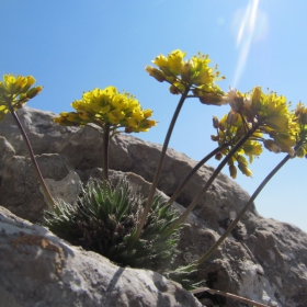 Draba lasiocarpa