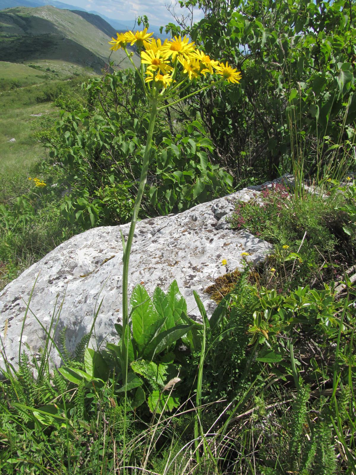 Senecio macedonicus