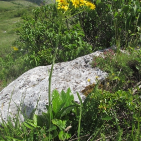 Senecio macedonicus
