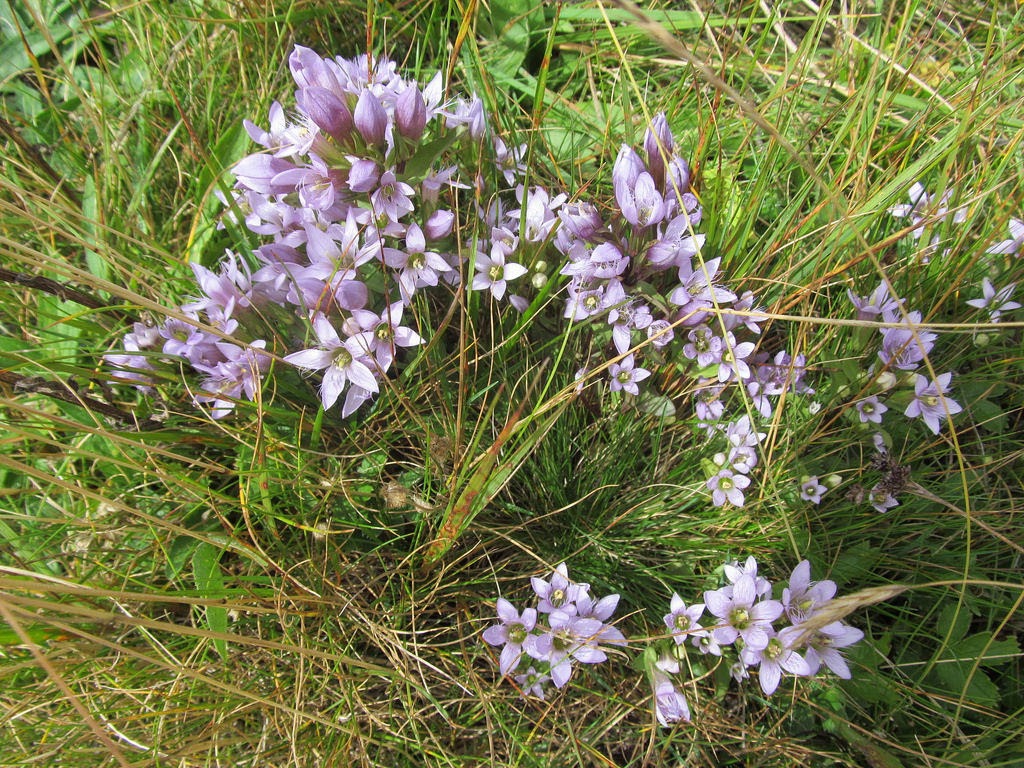 Gentianella germanica