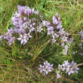 Gentianella germanica