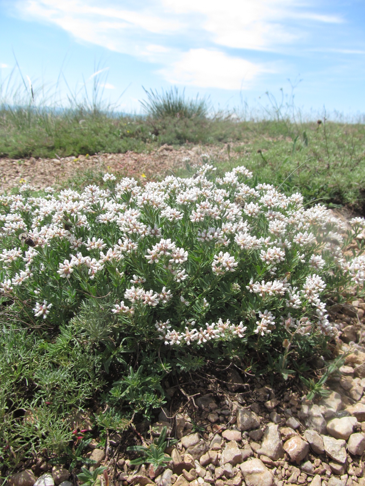 Dorycnium germanicum