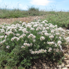 Dorycnium germanicum