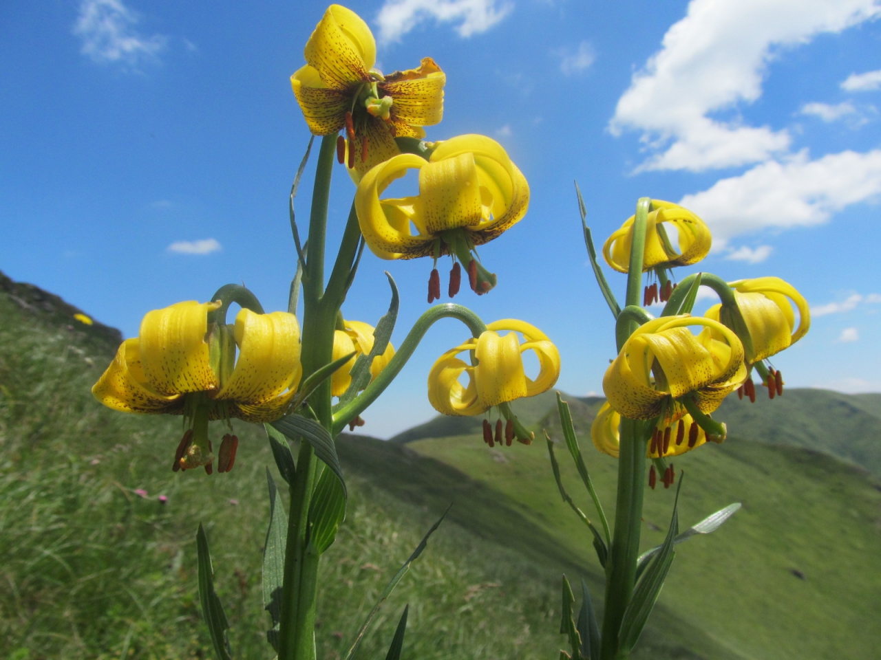 Lilium jankae