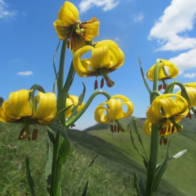 Lilium jankae