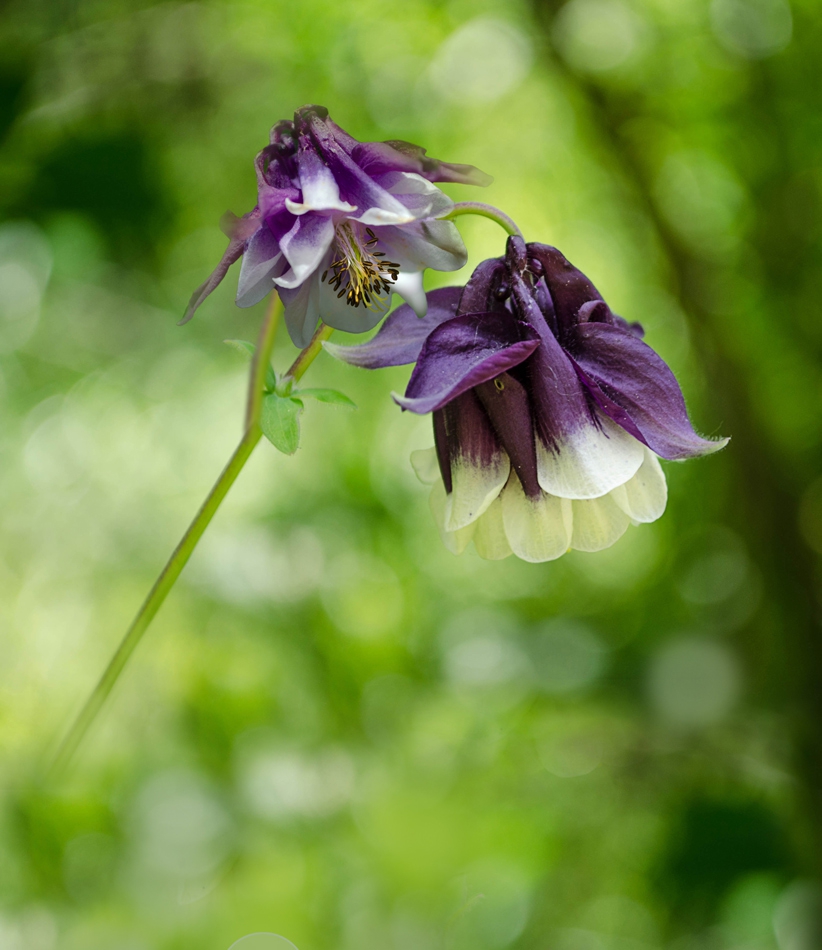 КАНДИЛКА -Aquilegia