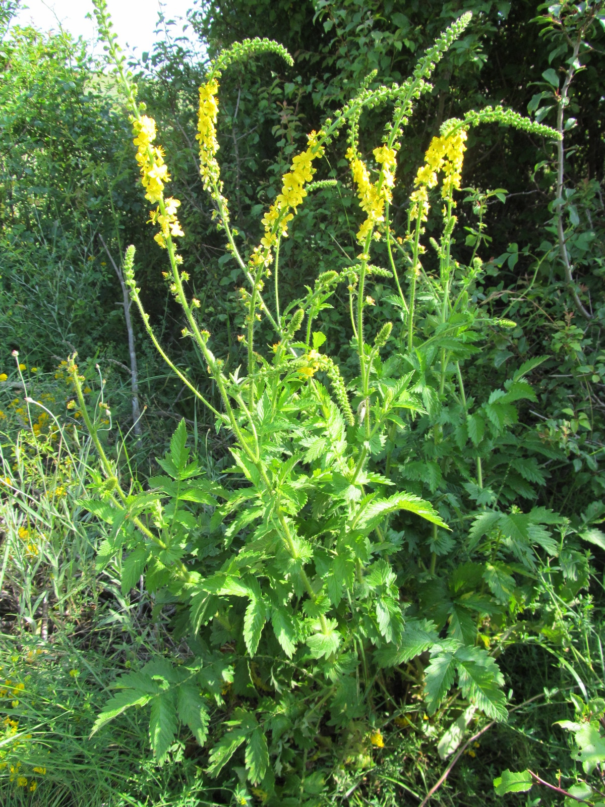 Agrimonia eupatoria