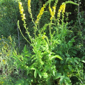 Agrimonia eupatoria