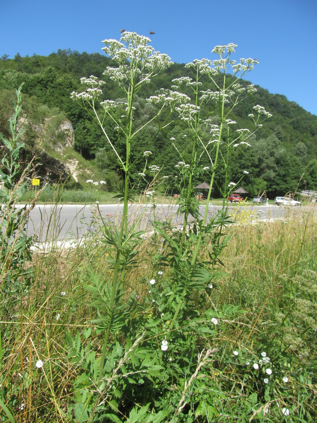 Valeriana officinalis