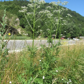 Valeriana officinalis