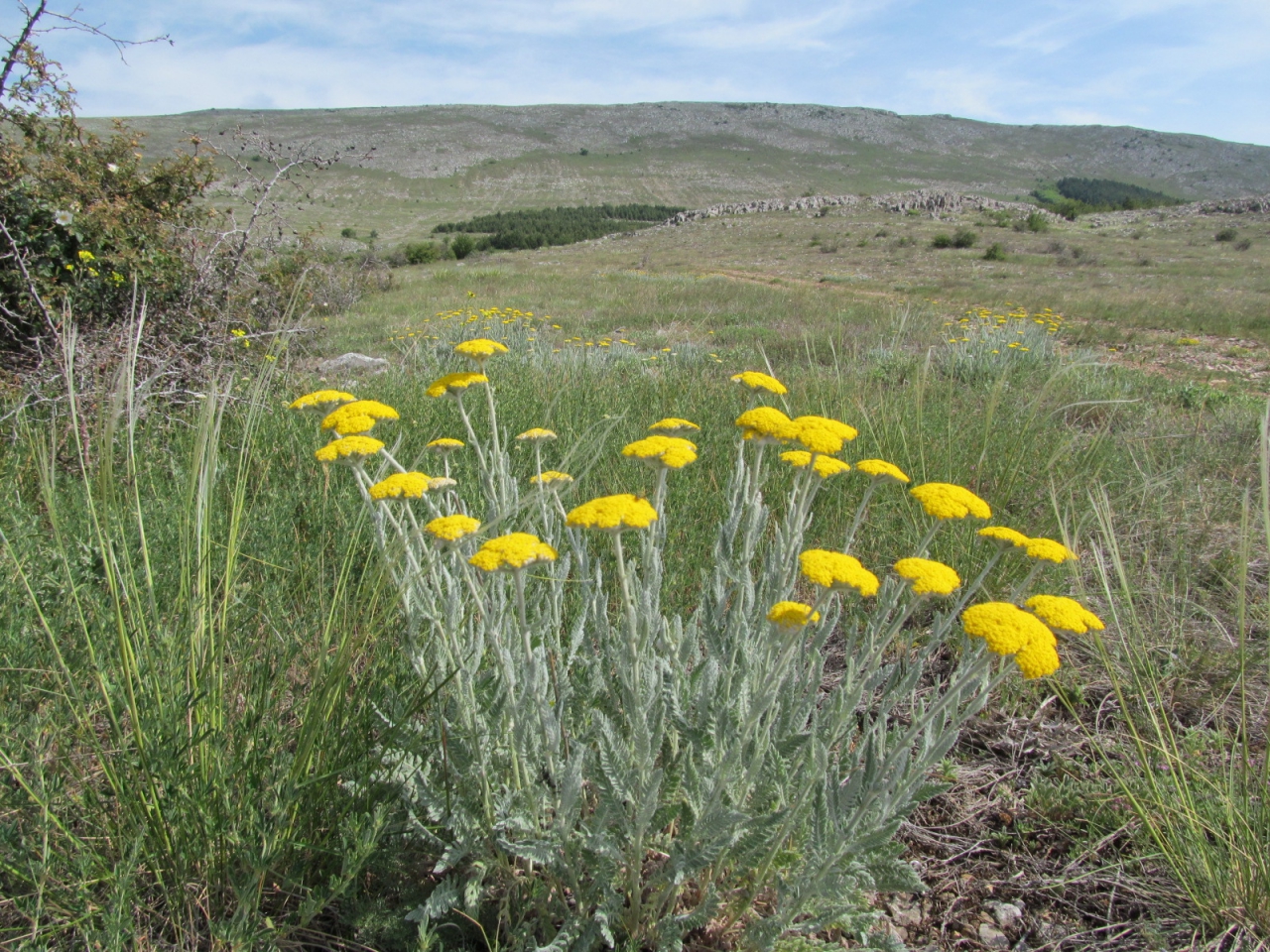 Achillea clypeolata