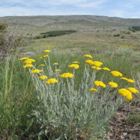 Achillea clypeolata