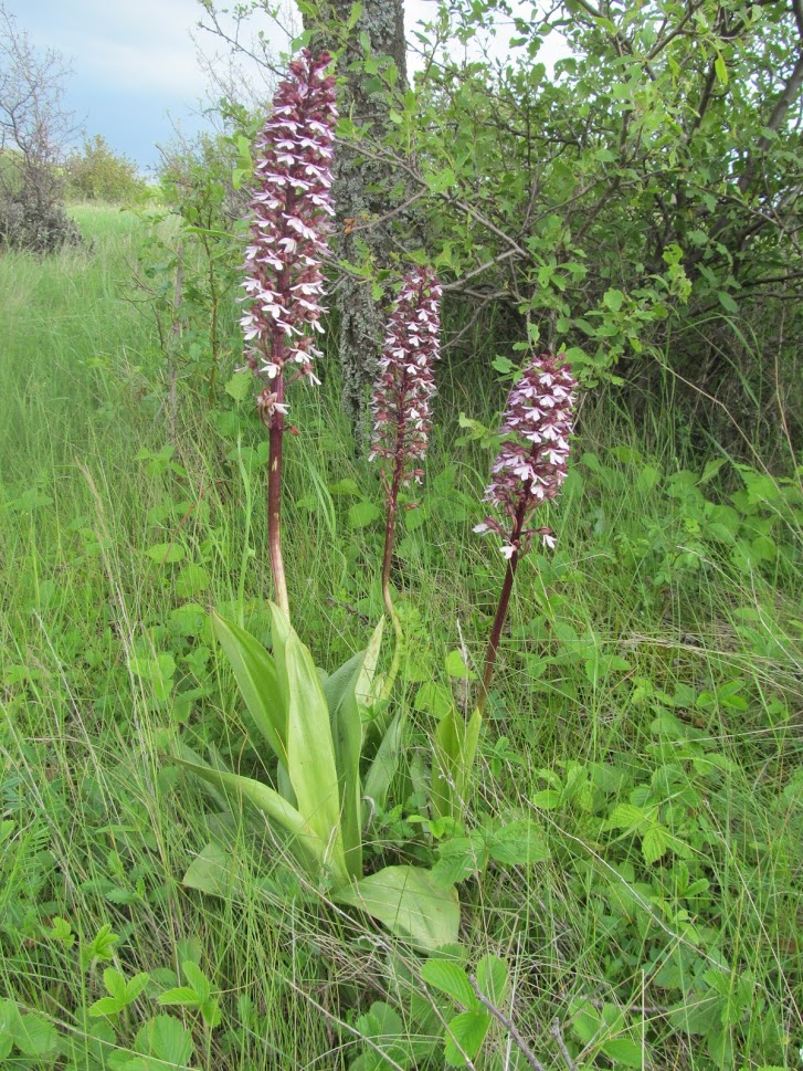 Orchis purpurea