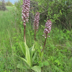 Orchis purpurea