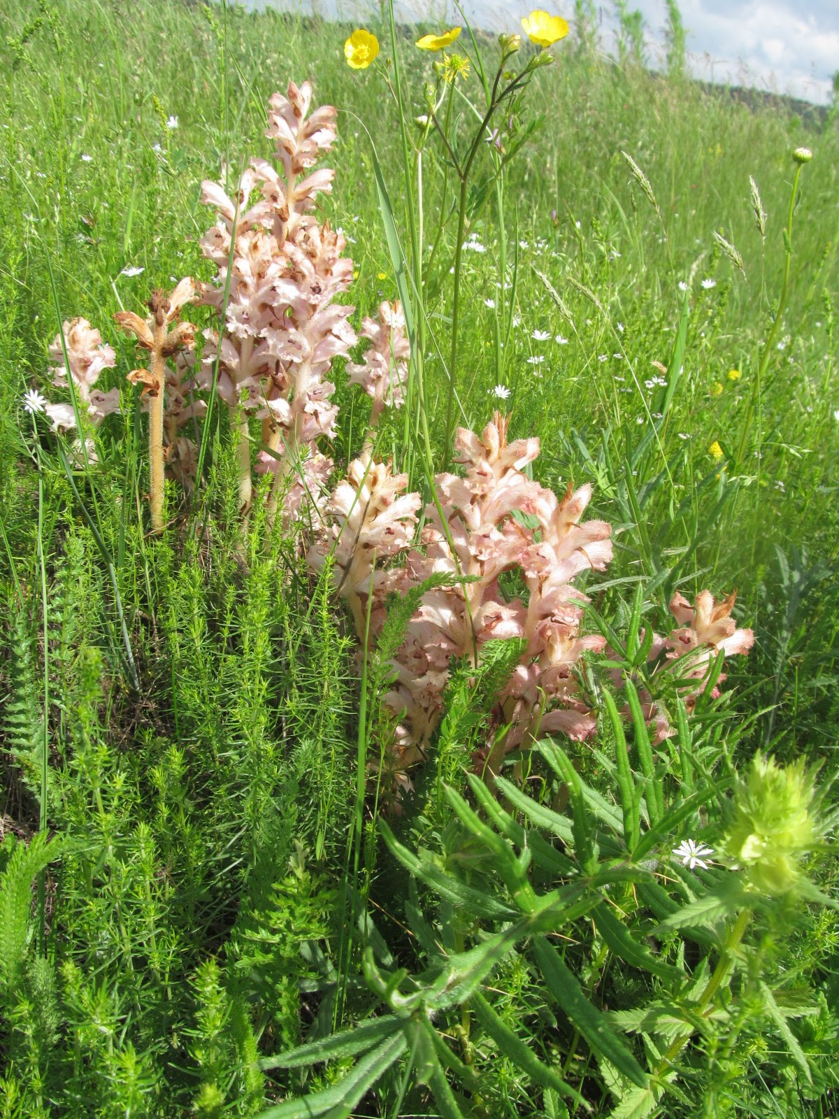 Orobanche alba