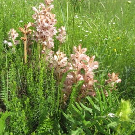 Orobanche alba