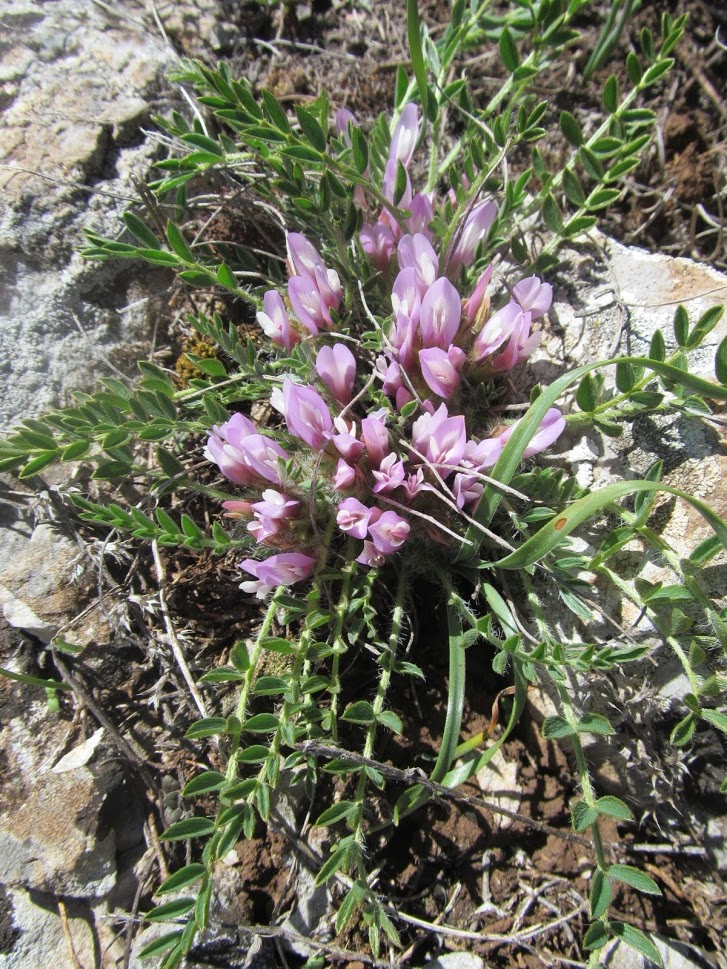 Astragalus wilmottianus