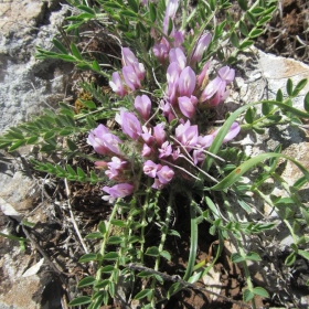 Astragalus wilmottianus