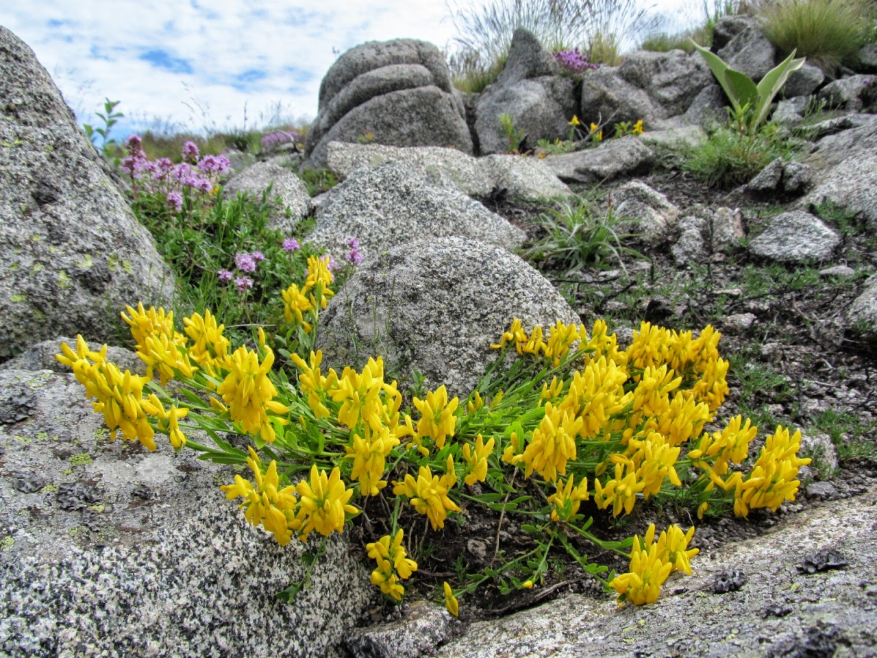 Genista tinctoria