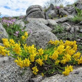 Genista tinctoria