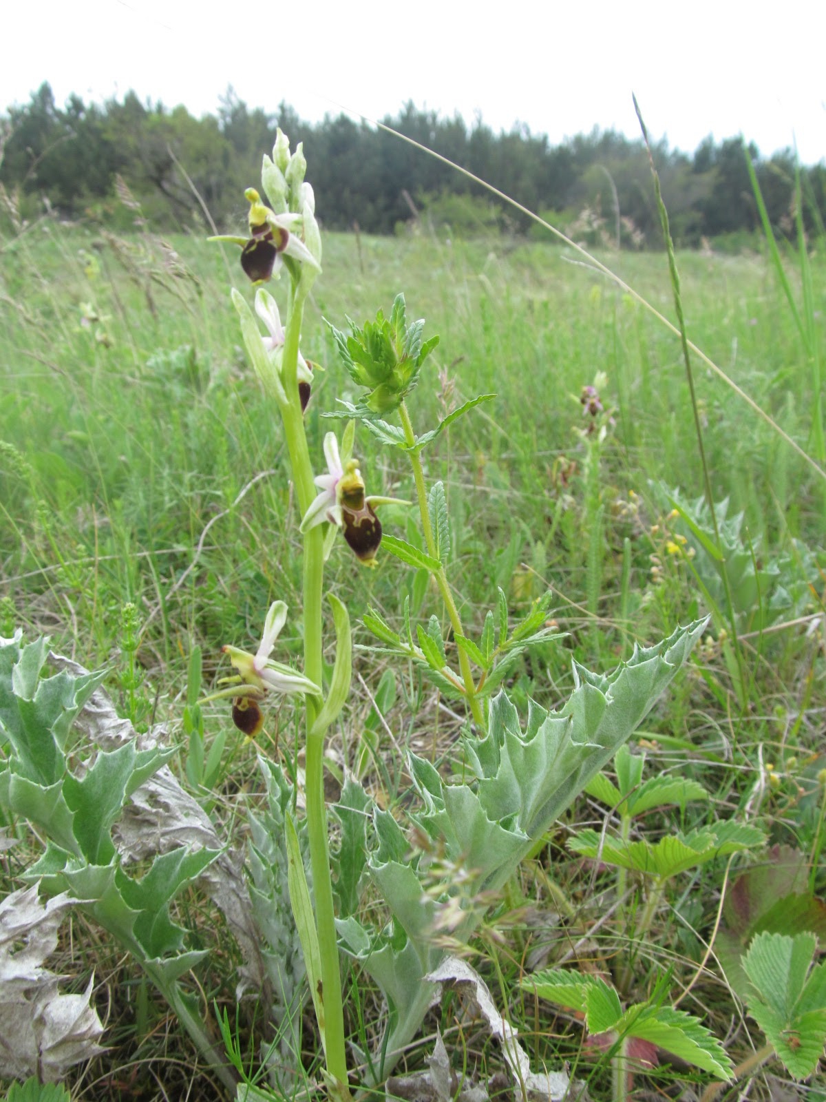 Ophrys cornuta