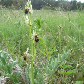 Ophrys cornuta