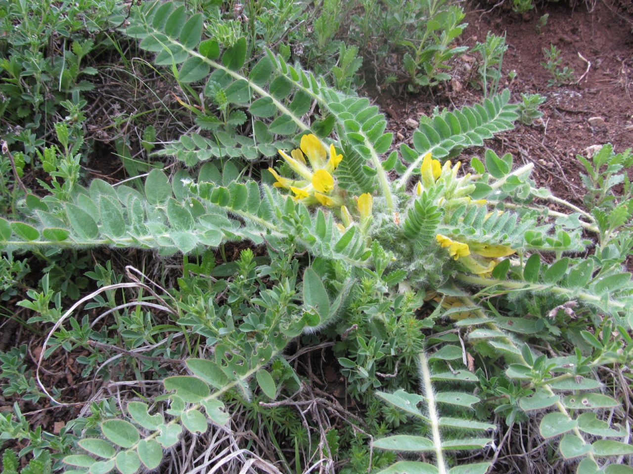 Astragalus pubiflorus