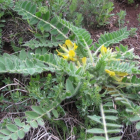 Astragalus pubiflorus