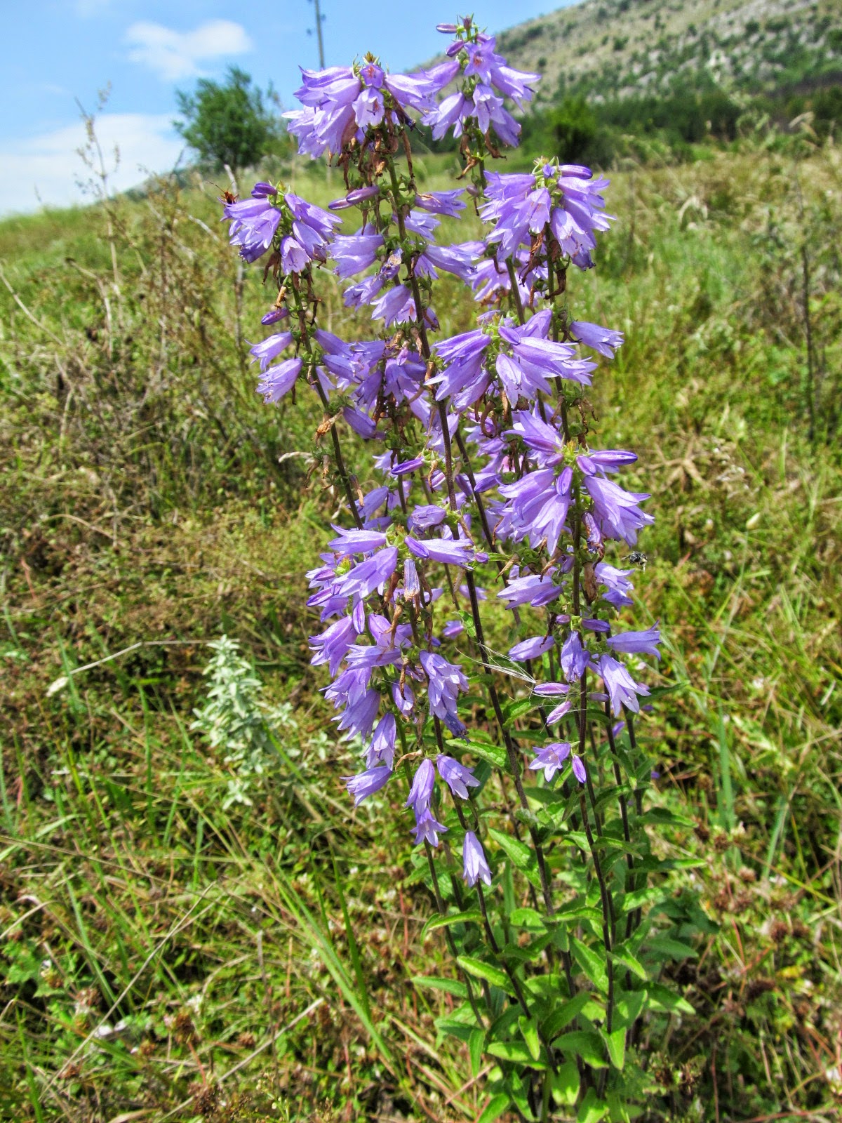 Campanula bononiensis