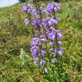 Campanula bononiensis