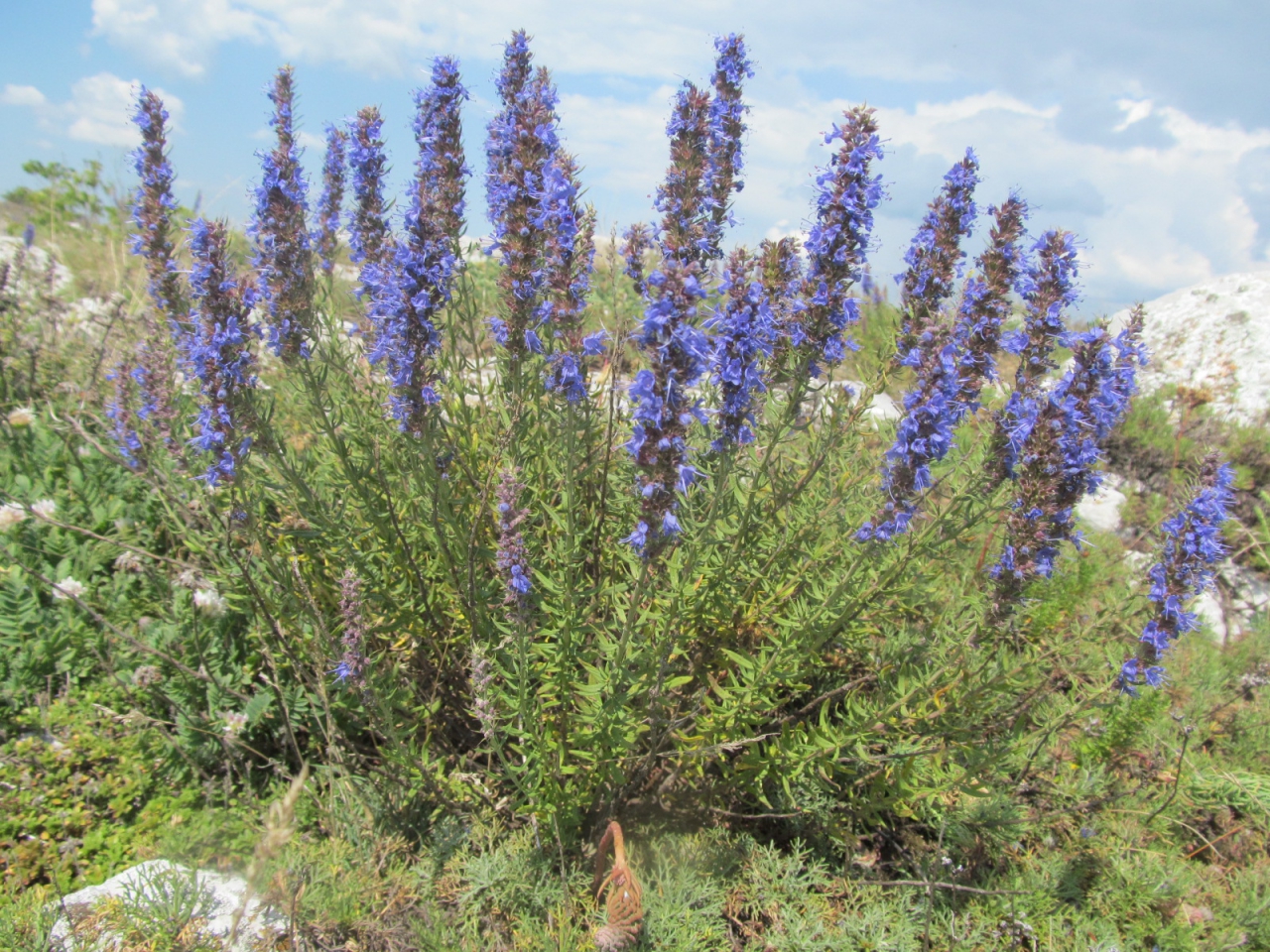 Hyssopus officinalis