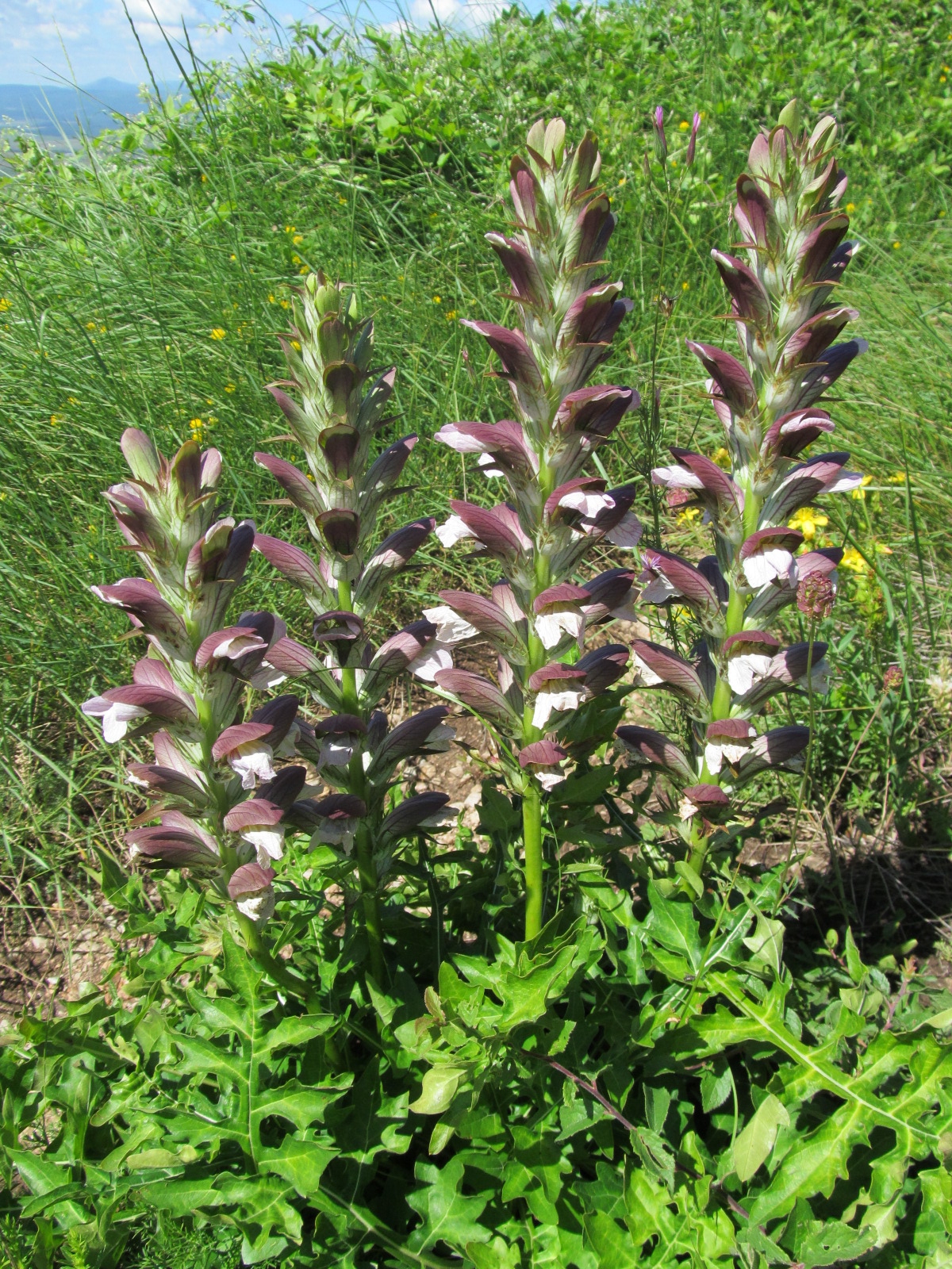 Acanthus spinosus