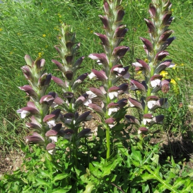 Acanthus spinosus